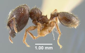 Media type: image;   Entomology 9090 Aspect: habitus lateral view